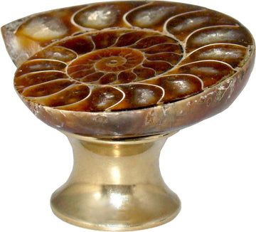 Ammonite Fossil Cabinet Knob C50