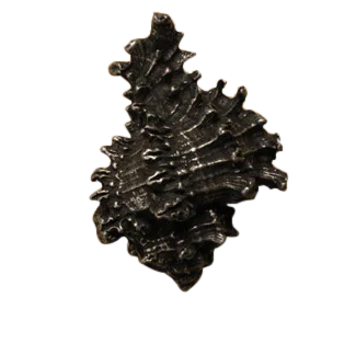 Conch Sea Shell Knob 170