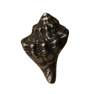 Conch Shell-Sm Knob 867