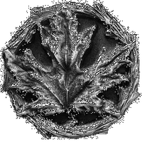 Maple Leaf Knob