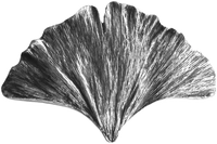 NOH-NHK-147-BN