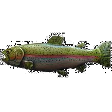 Rainbow Trout Knob