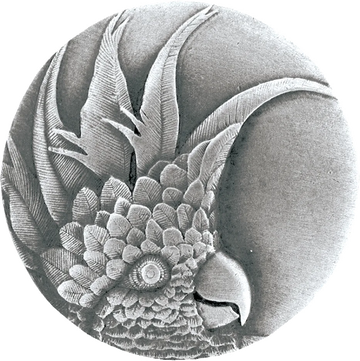 Cockatoo (Small - Left) Knob NOH-NHK-324-AP-L
